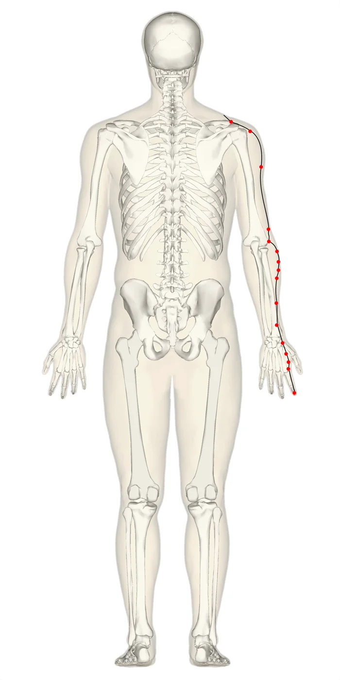 large-intestine-back large intestine back