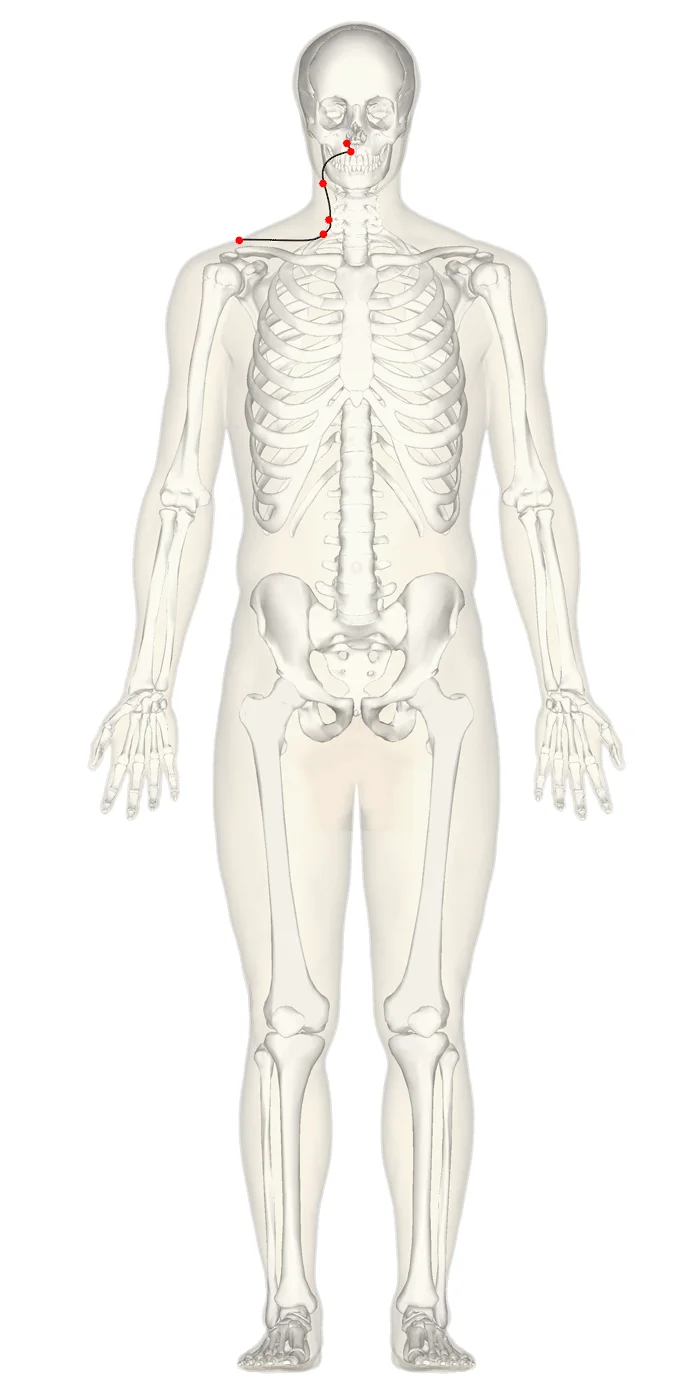large-intestine-front large intestine front